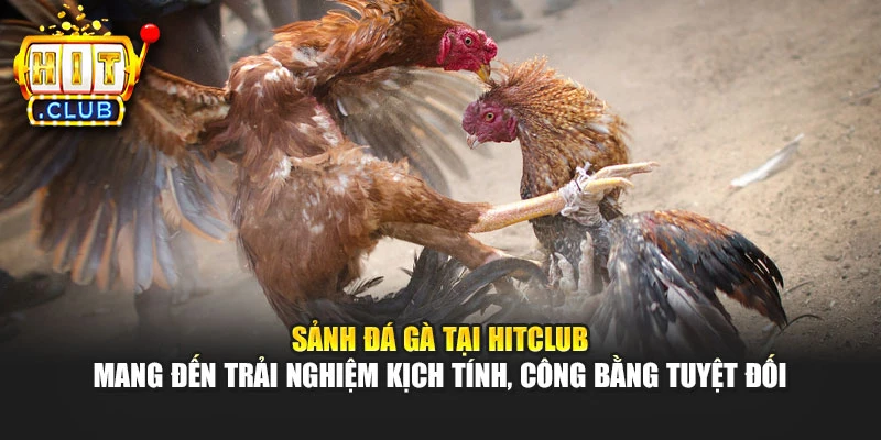 Sảnh đá gà tại Hitclub mang đến trải nghiệm kịch tính, công bằng tuyệt đối